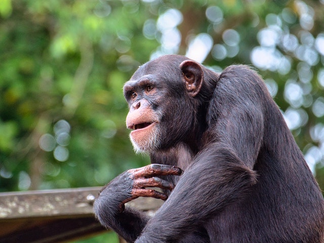 Consciousness in Chimpanzees